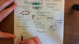 Leukocyte Extravasation Part 4 [upl. by Blackwell826]