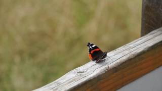 Sony A6000  Sony E 55210mm f4563 OSS SEL55210  butterfly close up [upl. by Nahgen885]