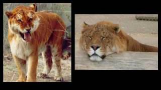 Ligers and Tigons  Separating Fact from Fiction  Question 1 [upl. by Thornton]