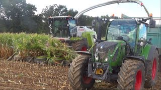 10 rangs à lensilage de maïs Shredlage avec une Claas Jaguar 970 [upl. by Eirrem298]