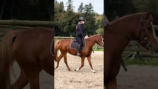 Poney à vendre  Ponette 3 ans par Quabar des Monceaux  equirodicom [upl. by Rycca]