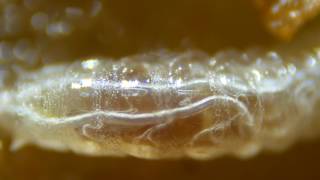 Closeup larva of fruit fly Drosophila melanogaster showing internal structure UK [upl. by Laved]