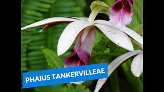 Phaius Tankervilleae [upl. by Ttevi570]