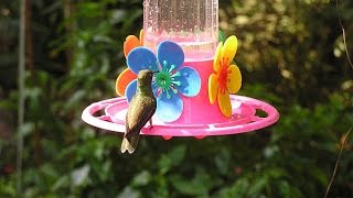 🚫 ¡Deja De EXTINGUIRLOS Cómo HACER un Bebedero para Colibríes correctamente [upl. by Ikilisav]