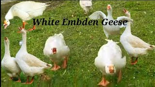 Embden Geese Noise  Embden Geese  White Embden Geese [upl. by Edgardo]