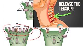 New Tinnitus Breakthrough Somatosensory cofactors LTDLTP Susan Shore Device Update 6 [upl. by Bernt]