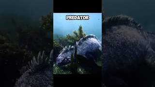 Amazing MARINE IGUANAS  They Can Slowing Their HEARTBEAT 🧐 [upl. by Tivad887]