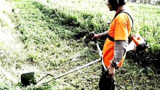 Cosecha o Corte de Alfalfa con Motoguadaña STIHL [upl. by Marrissa831]