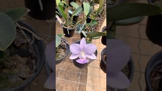 Tem Cattleya walkeriana florescendo em novembro no meu orquidário [upl. by Merilyn]