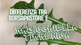 DIFFERENZA TRA BORSAPASTORE E RADICCHIELLA TIRRENICA  Capsella bursa pastoris vs Crepis bursifolia [upl. by Naahsar]