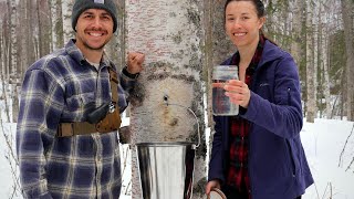 Tapping Birch Trees  Spring In Alaska [upl. by Furlani]