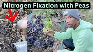 Growing Peas and beans this Fall for FREE NITROGEN garden gardening [upl. by Suedama]