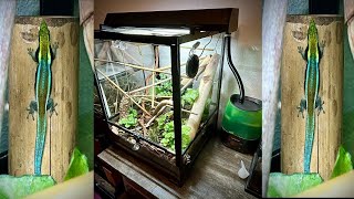 Repti Zoo Terrarium Review 18x18x24 Enclosure For Neon Blue Day Gecko Isopod amp Millipedes [upl. by Reehsab909]