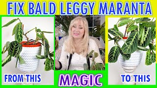 Transform Your BALDING amp LEGGY 🌿 Marantas 🌿 Back to FULL amp LUSH  Easy Effective Propagate SOLUTION [upl. by Swayder234]