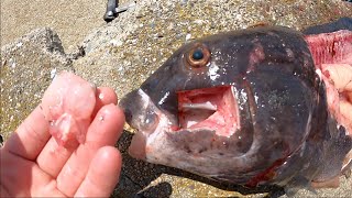 Tautog Catch amp Cook Very Easy Recipe [upl. by Fraase277]