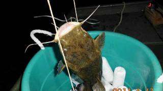 Jug line fishing for catfish at night in louisiana 1 [upl. by Cynara]