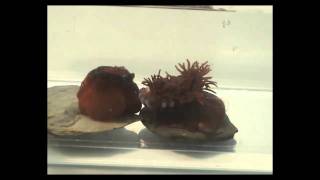 Actinia equina beadlet anemone aggressive behaviour [upl. by Herminia]