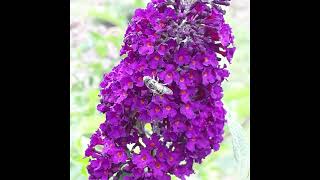 Les fleurs de mon jardin [upl. by Nosreh]