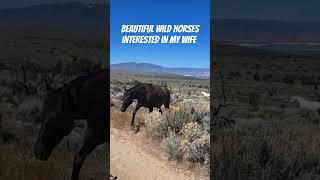 Beautiful wild horses Northern Nevada wildlife dirtbikes wildhorses [upl. by Stroud]