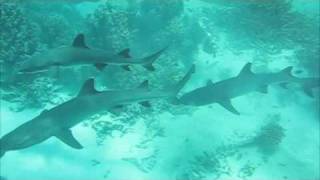 Shark Great Barrier Reefm4v [upl. by Lakym]