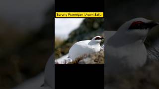 Burung Ptarmigan  Ayam Salju hewan [upl. by Brandon316]