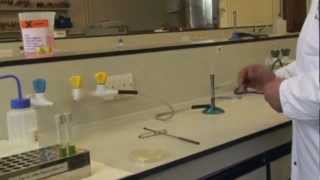 Microbiology Preparing an Inoculum [upl. by Wohlen101]