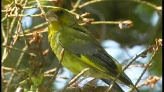 Verdier dEurope European Greenfinch Grünling  Carduelis chloris [upl. by Ycniuqal]