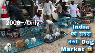 Cheapest Dog Market 2024 😀 Upcoming Dogs Price list Dog petlover reels [upl. by Ellerad]