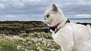 Visiting ancient caves and a dinosaur print with my cat [upl. by Hsaka]