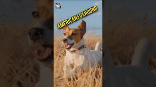 American Foxhound October2024pukhtanarelaxingworldsurvivingvlogs dogbreeddog [upl. by Ahsatel]