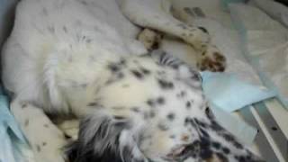 Alfie English Setter with dyspnoea due to lungworm infection [upl. by Ynor680]