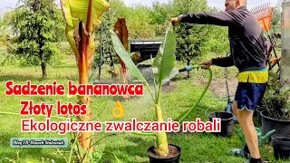 Bananowiec musella Lasiocarpa złoty lotos Sadzenie zwalczanie robaków [upl. by Woodie]