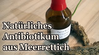 Meerrettich als natürliches Antibiotikum  so stellt ihr eure eigene Tinktur her [upl. by Earaj]