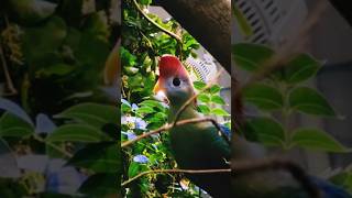 Red Crested Turaco [upl. by Skylar]