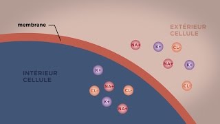 MOOC côté cours  Le transport direct au travers des membranes [upl. by Ozen]