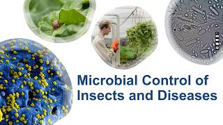 Microbial Control of Insects amp Plant Diseases Natural Pest Management Techniques 🌱 [upl. by Ainala]