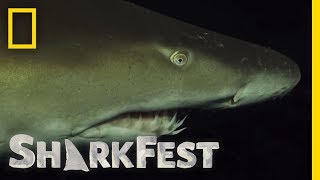 Ragged Tooth Sharks After Dark  SharkFest [upl. by Camden]