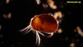 Ostracoda sp  Protozoans and other small critters [upl. by Nnybor435]