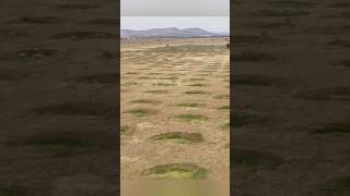 Half Moon Greening in Desert Sahara to save Rain Water [upl. by Moses957]