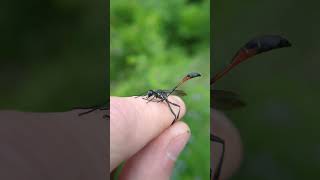 Ammophila procera Dahlbom nature animals donttryathome [upl. by Harbird]