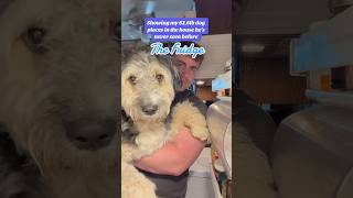 Showing my 626lb dog places in the house hes never seen before dog aussiemix [upl. by Neelloc]