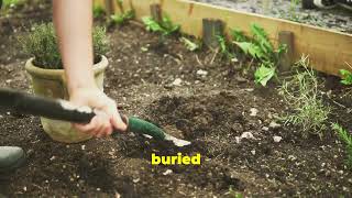 Allotment Digging Quick Guide herbsdemy [upl. by Aderfla]