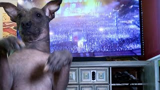 DANCING DOG ALERT PART 1 Hairless Dog Dances PROUD MARY tinaturner [upl. by Zaragoza]