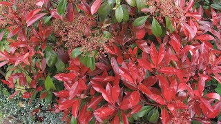 Photinia red robin spring or summer trim  prune [upl. by Negriv]