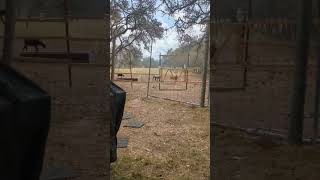 First Rain for 52 Days on the Ranch Sheep crossing homestead texas drought sheep farmlife [upl. by Allyce]