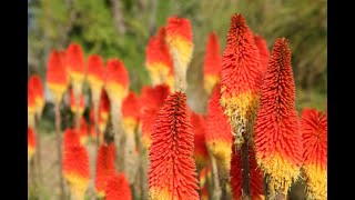 Tritoma o kniphofia en el jardín  Decogarden  Jardinatis [upl. by Earehc919]