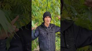 🌿 CZAPKA KONOPA Z KOMBINATU 🌿 Kombinat fashion menswear apparel beanie hempbenefits hemptex [upl. by Sirrah]