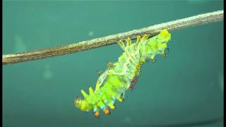 Arduous Ordeal A Cecropia Moth Caterpillar Struugles Free from its Outgrown Skin [upl. by Wilkison]