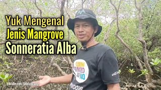 Yuk Mengenal Mangrove Jenis Sonneratia Alba [upl. by Illib]