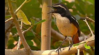 White Throated Robin Chat Sound – Africa Bird Sound – Bird Animal Sound [upl. by Chaffin596]